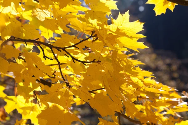 Жовте осіннє кленове листя на тлі блакитного неба — стокове фото