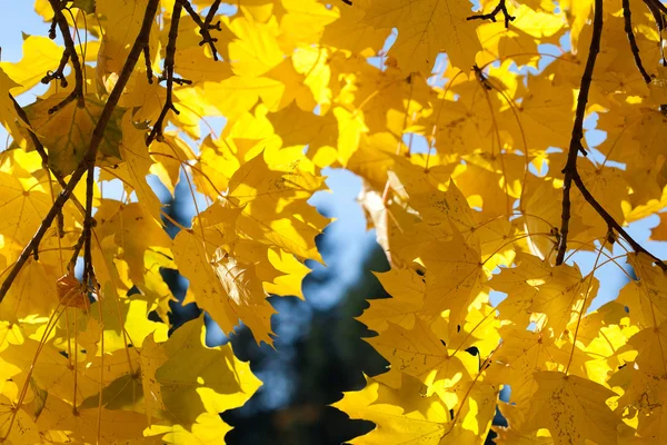 Желтые осенние кленовые листья на голубом небе — стоковое фото