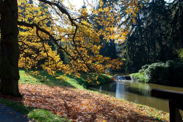 秋天一棵树在森林站立在池塘边 — 图库照片