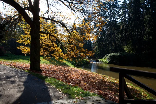 秋天一棵树在森林站立在池塘边 — 图库照片