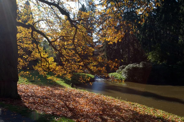 森林立っている池のそばで秋のツリー — ストック写真