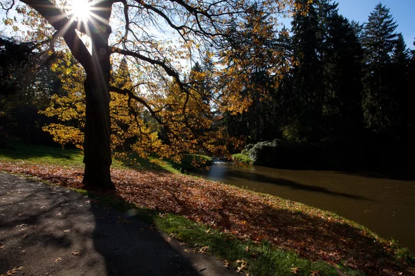 Höstens träd i skogen står i dammen — Stockfoto