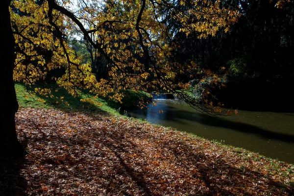 Осіннє дерево в лісі, що стоїть біля ставка — стокове фото