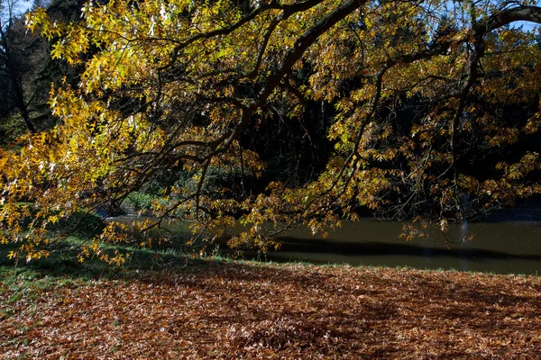 Herbstbaum im Wald am Teich — Stockfoto