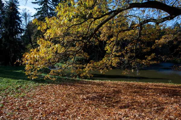 Осеннее дерево в лесу стоит у пруда — стоковое фото