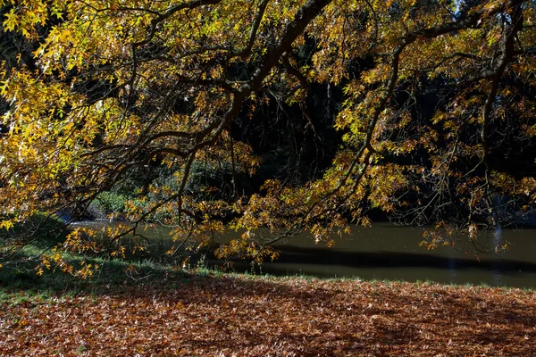 Осеннее дерево в лесу стоит у пруда — стоковое фото