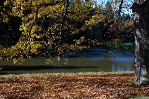 Φθινόπωρο δέντρο με το δάσος στέκεται από τη λίμνη — Φωτογραφία Αρχείου