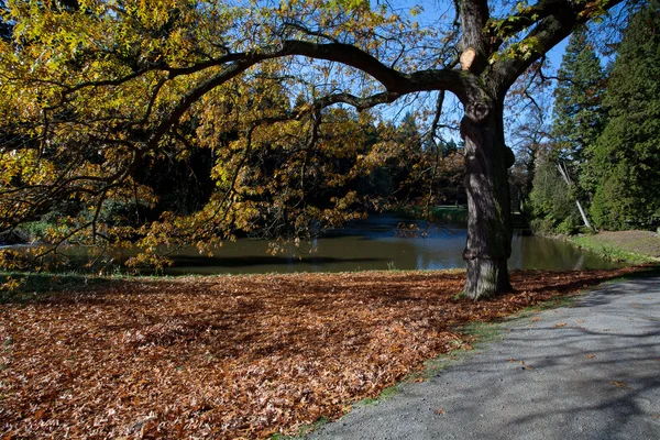 Herfst boom in het bos staan door de vijver — Stockfoto