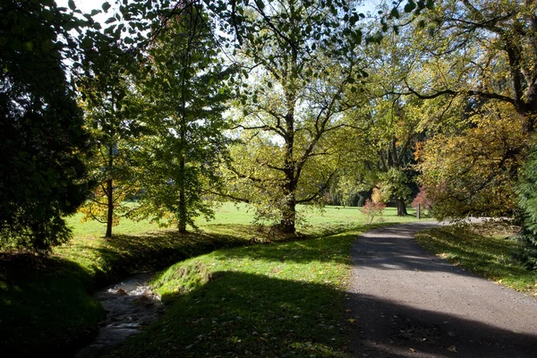 Bomen en gele bladeren in de herfst hout — Stockfoto
