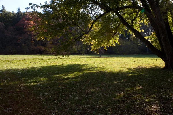 Bäume und gelbe Blätter im Herbstholz — Stockfoto