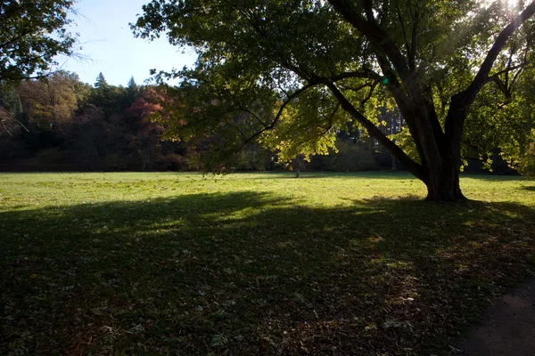 Árboles y hojas amarillas en el bosque de otoño — Foto de Stock