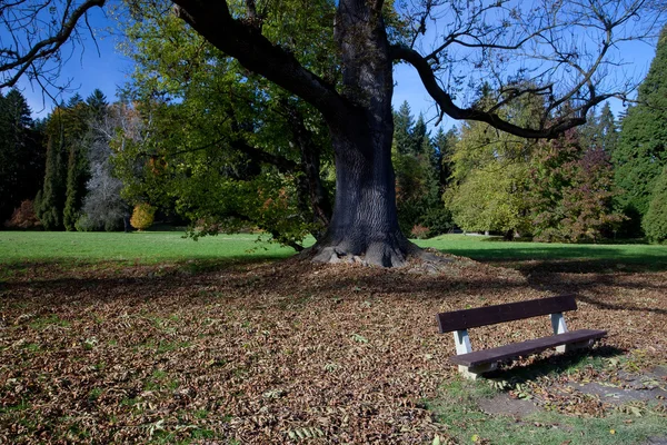 Eenzaam bankje in de herfst bos — Stockfoto