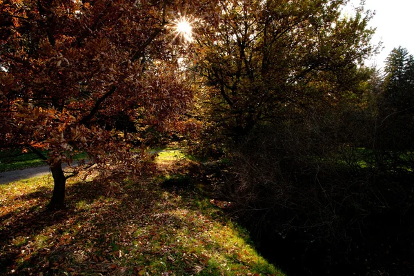 秋の森の美しい太陽の光 — ストック写真