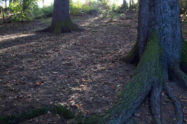 Rötterna av ett träd i höst skog — Stockfoto