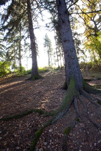Οι ρίζες ενός δέντρου στο φθινόπωρο δάσος — Φωτογραφία Αρχείου
