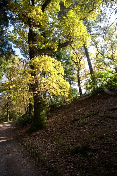 Beau soleil dans la forêt d'automne — Photo
