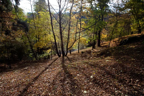 秋の森の美しい太陽の光 — ストック写真