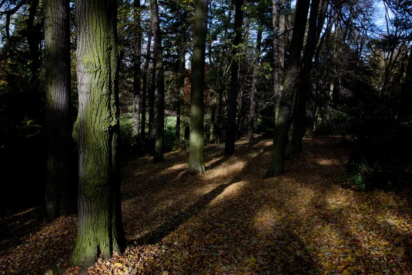 秋天的森林的美丽阳光 — 图库照片