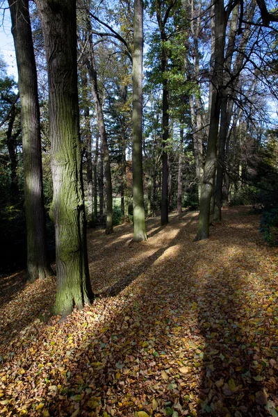 Bela luz do sol na floresta de outono — Fotografia de Stock