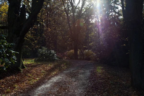 Bela luz do sol na floresta de outono — Fotografia de Stock