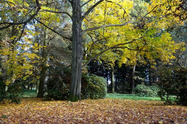 Árboles amarillos y una alfombra de hojas de otoño en el bosque —  Fotos de Stock