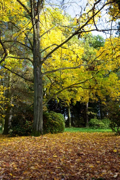 Árboles amarillos y una alfombra de hojas de otoño en el bosque — Foto de Stock