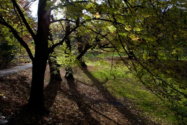 秋天的森林的美丽阳光 — 图库照片