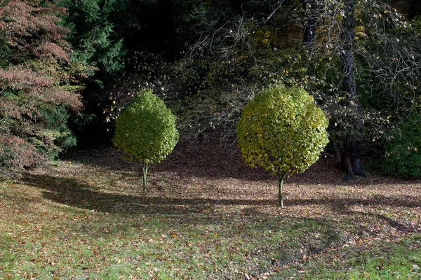 Dva zdobené strom v podzimním lese — Stock fotografie