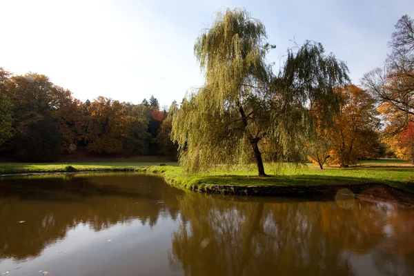 stock image Pond and yellow trees in the autumn forest