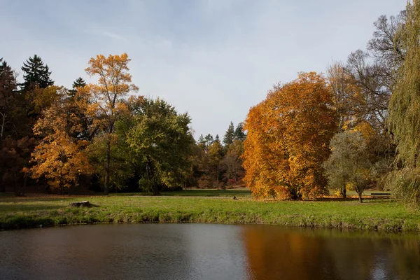 Ставок і жовті дерева в осінньому лісі — стокове фото