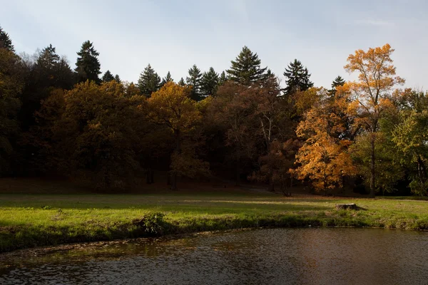 Rybník a žluté stromy v podzimním lese — Stock fotografie