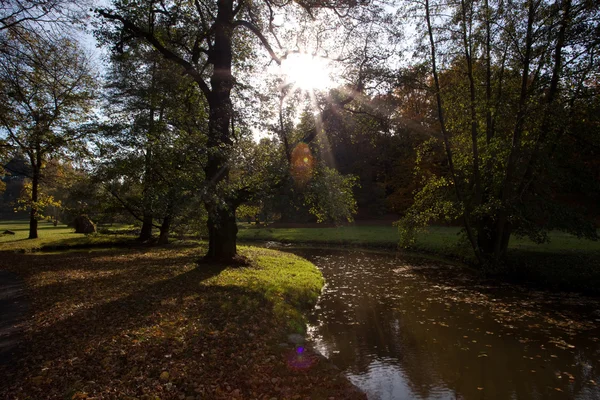Rybník a žluté stromy v podzimním lese — Stock fotografie