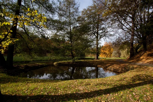 가 숲에 있는 연못과 노란 나무 — 스톡 사진