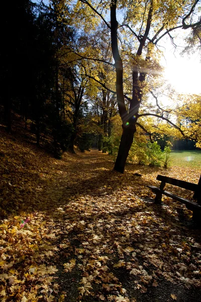 孤独的板凳，在秋天的树林 — 图库照片