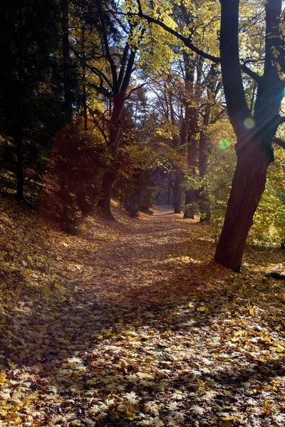木や葉、秋の森 — ストック写真