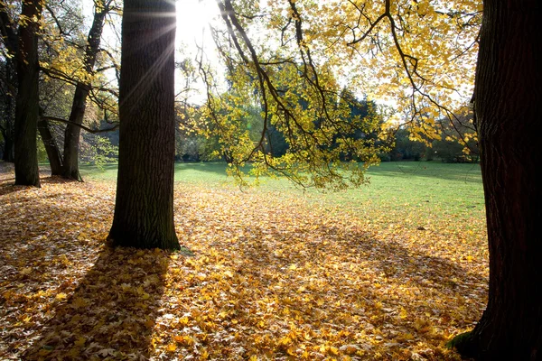 树和树叶在秋天的森林中 — 图库照片