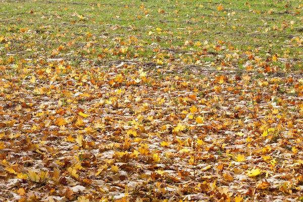 Achtergrond van gele herfstbladeren — Stockfoto