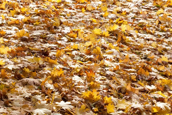 Pozadí žlutých podzimních listů — Stock fotografie
