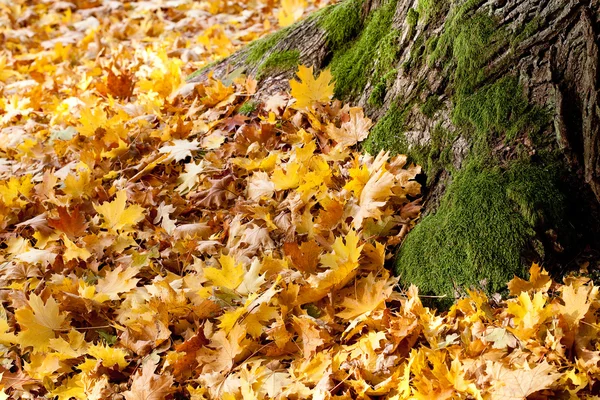 Hintergrund der gelben Herbstblätter — Stockfoto