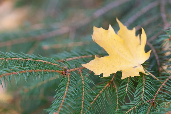 Yellow maple leaf on the branches of fir — Stock Photo, Image
