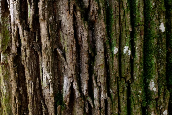 Fondo de corteza de árbol — Foto de Stock