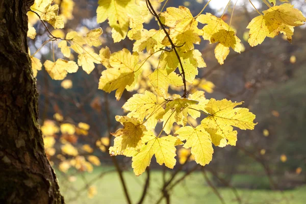 Žluté podzimní listy na slunci — Stock fotografie