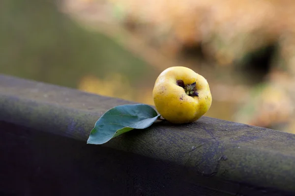 Quince with a green leaf on a wooden railing — Zdjęcie stockowe