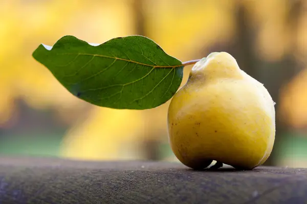 Quince with a green leaf on a wooden railing — Stock Photo, Image