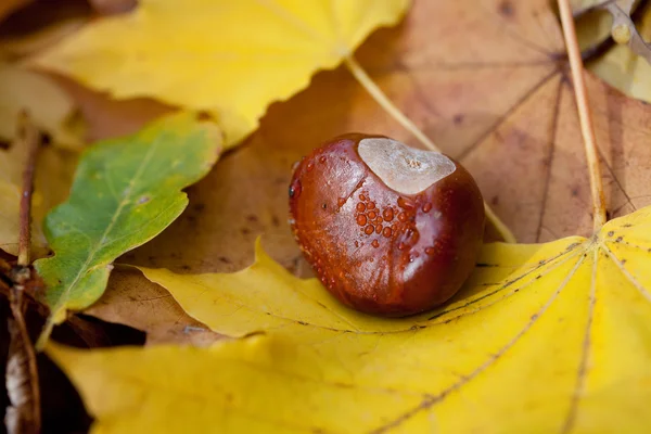 Chestnut lying on yellow autumn leaves — Zdjęcie stockowe
