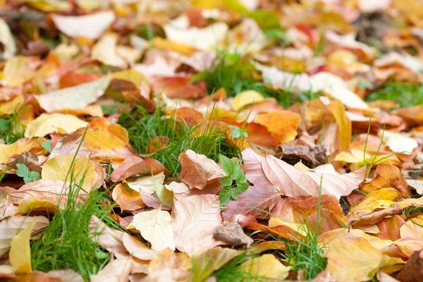 Sfondo di foglie di autunno gialle — Foto Stock