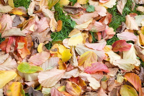 Фон из желтых осенних листьев — стоковое фото