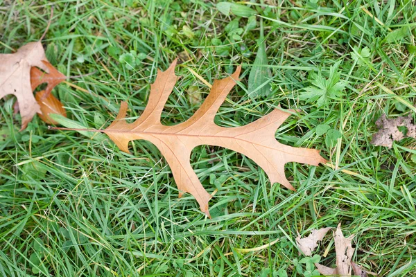 Dubový list na zelené trávě — Stock fotografie