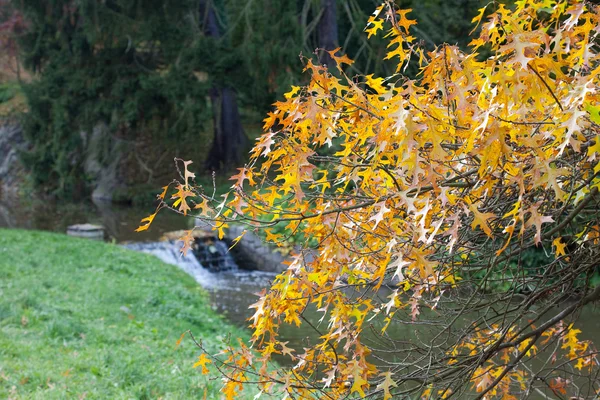 Eikenbladeren op de achtergrond van een waterval — Stockfoto