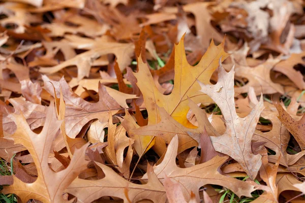 Fond de feuilles d'automne jaunes — Photo